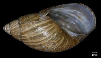 Media type: image;   Malacology 133207 Aspect: apertural
